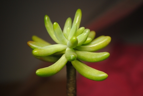 八千代的养殖办法和留意事项：夏冬两季留意浇水的分量