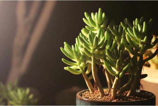 八千代的养殖办法和留意事项：夏冬两季留意浇水的分量