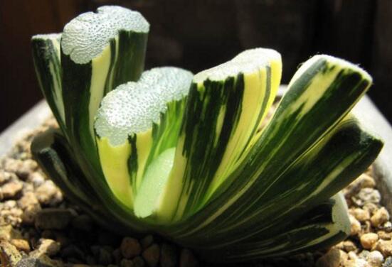 如何把羽扇叶子养厚，五个要点让玉扇叶子肥厚多汁