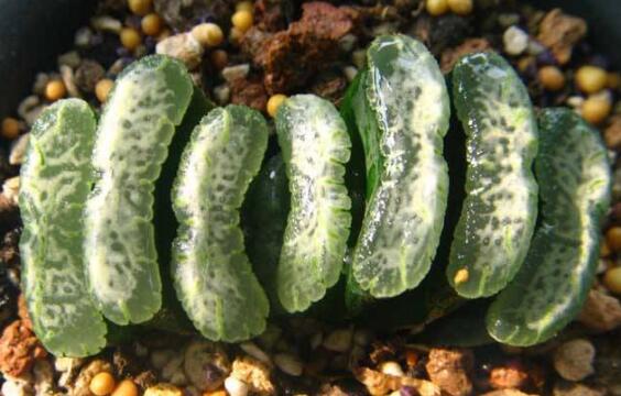 如何把羽扇叶子养厚，五个要点让玉扇叶子肥厚多汁