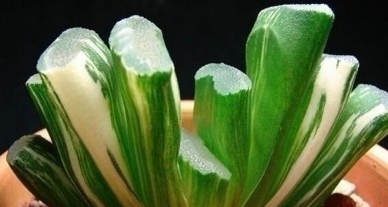 如何把羽扇叶子养厚，五个要点让玉扇叶子肥厚多汁