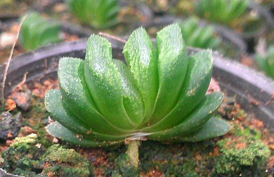 如何把羽扇叶子养厚，五个要点让玉扇叶子肥厚多汁