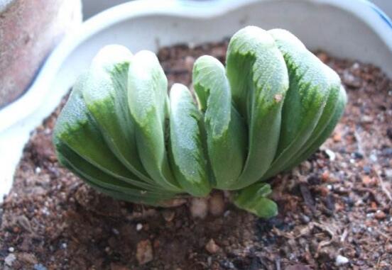 如何把羽扇叶子养厚，五个要点让玉扇叶子肥厚多汁