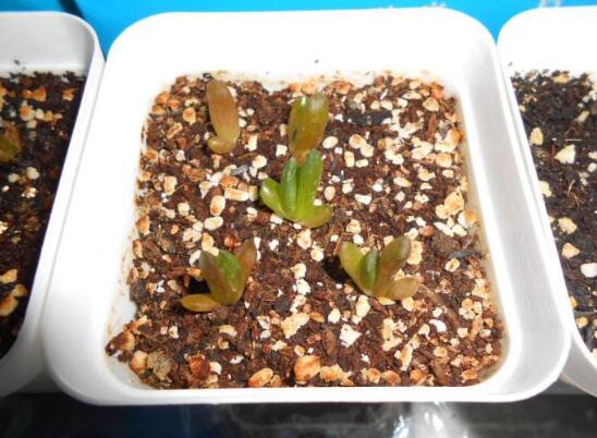 如何把羽扇叶子养厚，五个要点让玉扇叶子肥厚多汁