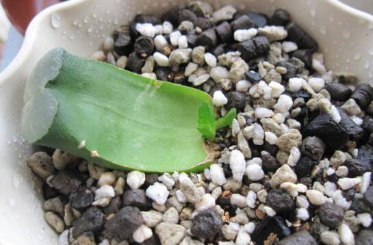 如何把羽扇叶子养厚，五个要点让玉扇叶子肥厚多汁