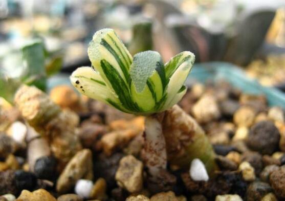 如何把羽扇叶子养厚，五个要点让玉扇叶子肥厚多汁