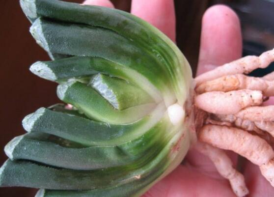 如何把羽扇叶子养厚，五个要点让玉扇叶子肥厚多汁