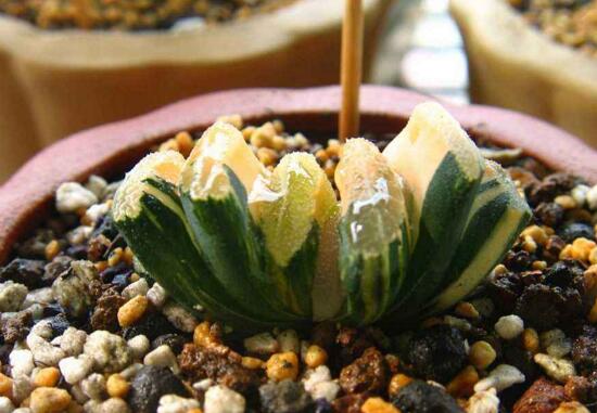 多肉植物玉扇如何养，五个要点让玉扇疯长爆盆