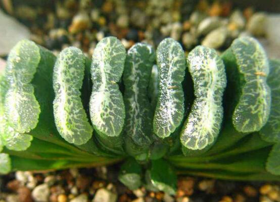 多肉植物玉扇如何养，五个要点让玉扇疯长爆盆