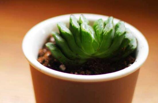 多肉植物玉扇如何养，五个要点让玉扇疯长爆盆