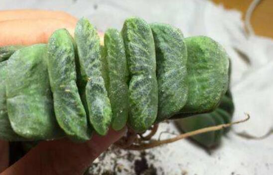 多肉植物玉扇如何养，五个要点让玉扇疯长爆盆