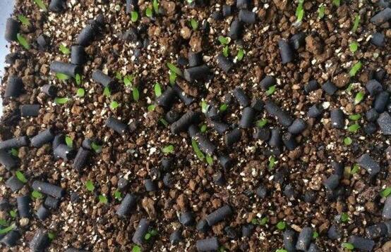 多肉植物玉扇如何养，五个要点让玉扇疯长爆盆