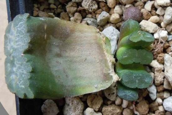 多肉植物玉扇如何养，五个要点让玉扇疯长爆盆