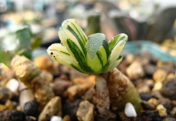 多肉植物玉扇如何养，五个要点让玉扇疯长爆盆