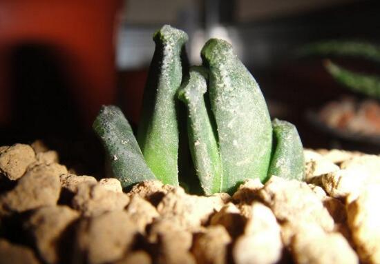 多肉植物玉扇如何养，五个要点让玉扇疯长爆盆