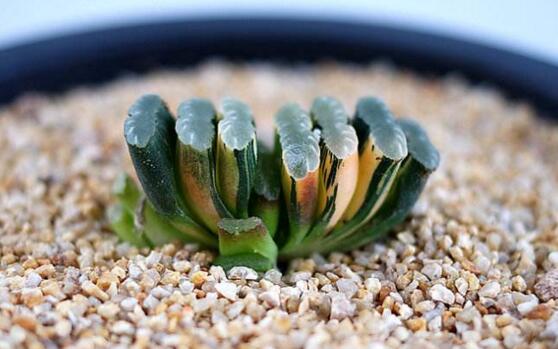 多肉植物玉扇如何养，五个要点让玉扇疯长爆盆