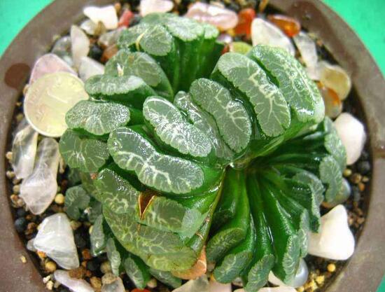 多肉植物玉扇如何养，五个要点让玉扇疯长爆盆