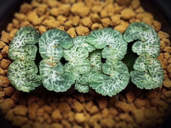 多肉植物玉扇：种类繁多