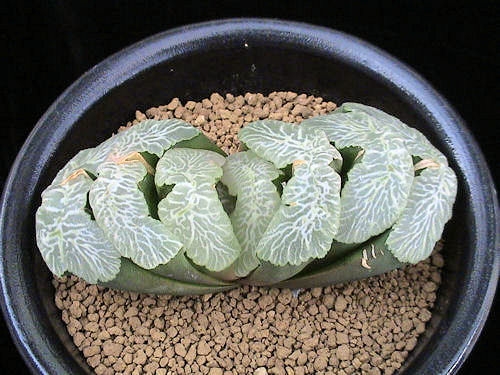 多肉植物玉扇：种类繁多