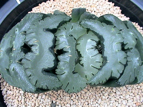 多肉植物玉扇：种类繁多