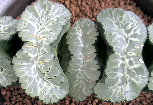 多肉植物玉扇：种类繁多