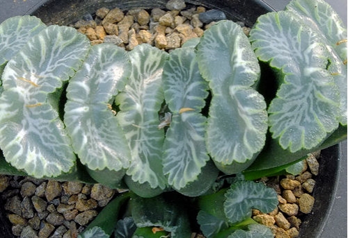 多肉植物玉扇：种类繁多