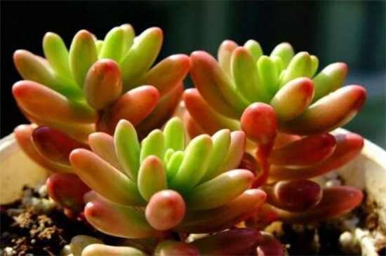 虹之玉长白虫子如何办，适当光照撒药预防和治疗病虫