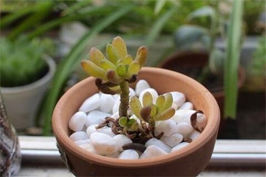 虹之玉长白虫子如何办，适当光照撒药预防和治疗病虫