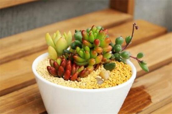 虹之玉长白虫子如何办，适当光照撒药预防和治疗病虫