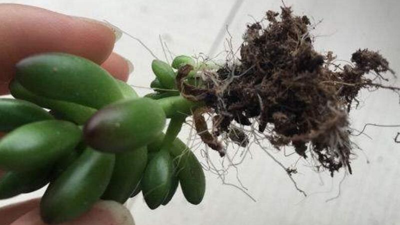 虹之玉长气根如何办