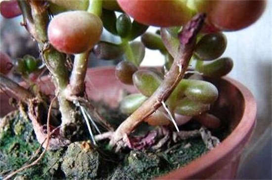 虹之玉长气根如何办