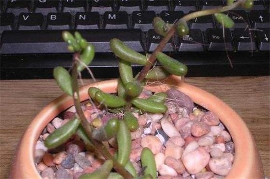 虹之玉长气根如何办