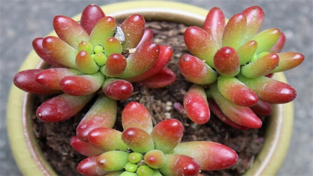 虹之玉的养殖办法