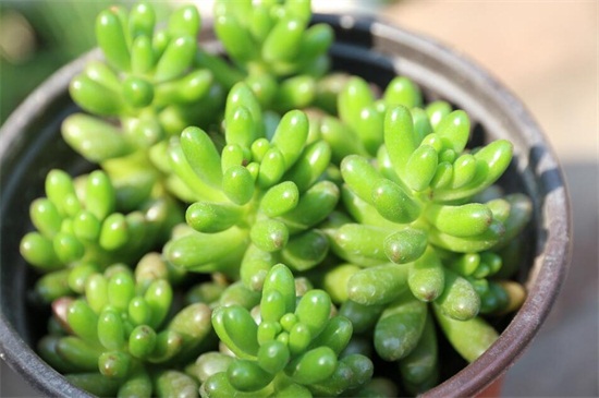 虹之玉的养殖办法