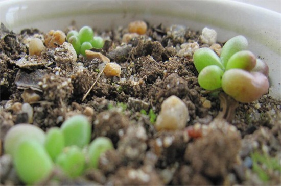 虹之玉的养殖办法