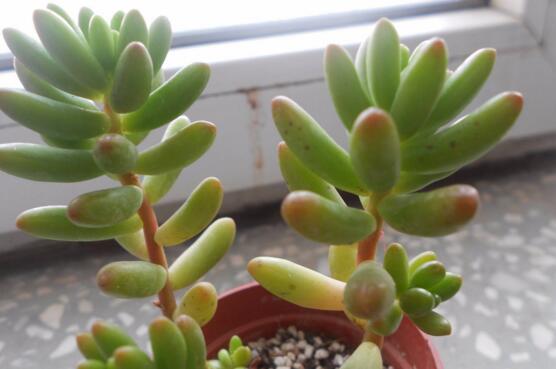 虹之玉养护常见问题及其处理办法，控光控水轻松爆盆