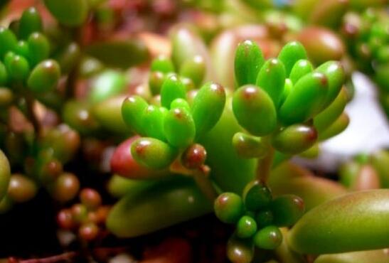 虹之玉养护常见问题及其处理办法，控光控水轻松爆盆