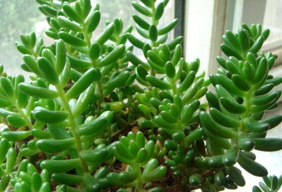 虹之玉养护常见问题及其处理办法，控光控水轻松爆盆