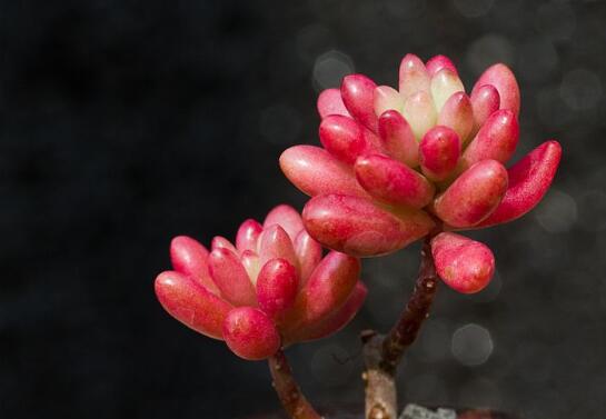 虹之玉养护常见问题及其处理办法，控光控水轻松爆盆