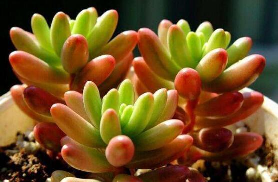 虹之玉养护常见问题及其处理办法，控光控水轻松爆盆