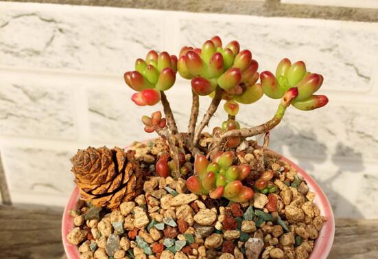 虹之玉养护常见问题及其处理办法，控光控水轻松爆盆