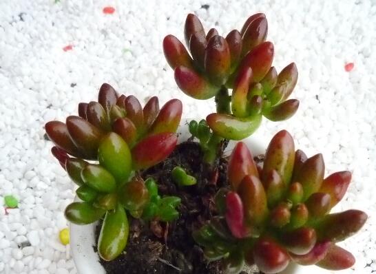 虹之玉养护常见问题及其处理办法，控光控水轻松爆盆