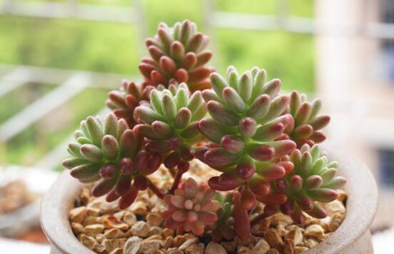 虹之玉养护常见问题及其处理办法，控光控水轻松爆盆