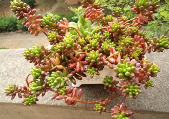 虹之玉养护常见问题及其处理办法，控光控水轻松爆盆