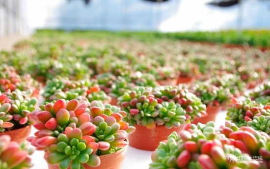 虹之玉的养殖办法：喜温暖及昼夜温差明显的环境