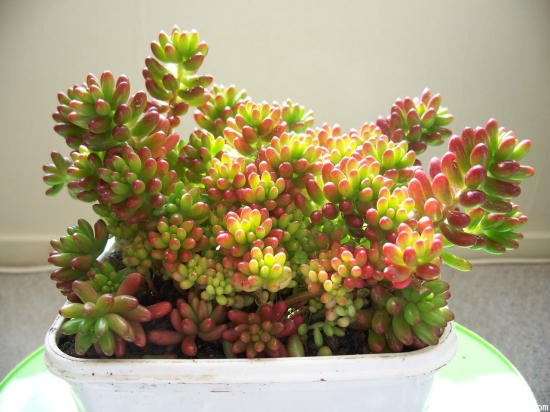 虹之玉的养殖办法：喜温暖及昼夜温差明显的环境