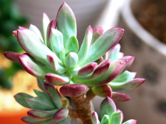 红稚莲的养殖办法及留意事项：喜温暖、干燥和通风的环境