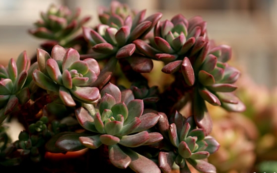 红稚莲的养殖办法及留意事项：喜温暖、干燥和通风的环境