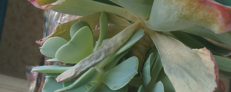 多肉叶片干瘪是如何回事