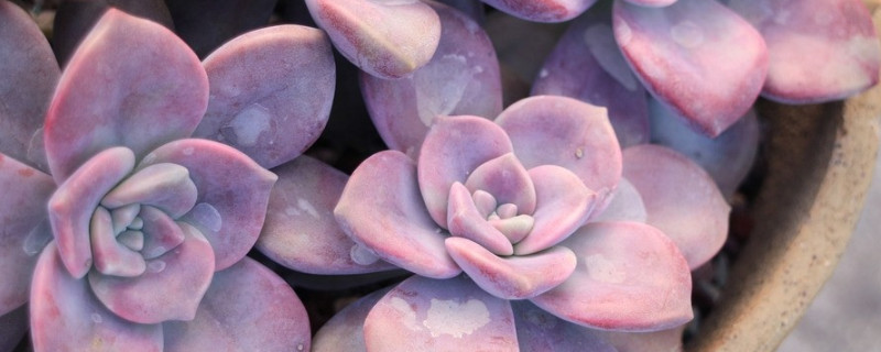 紫乐多肉如何出侧芽